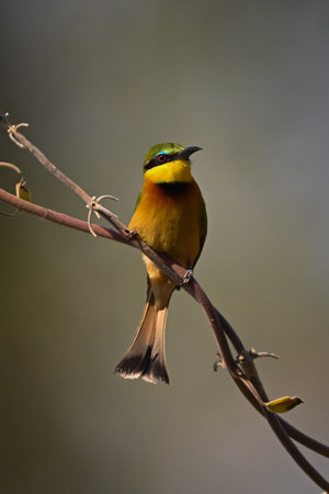 Little bee-eater with catchlight on twisting vineの写真素材
