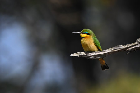 Little bee-eater with catchlight on dry logの写真素材