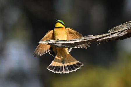 Little bee-eater with catchlight lands on boughの写真素材