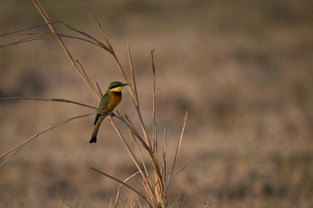 Little bee-eater weighs down curved grass stalkの写真素材