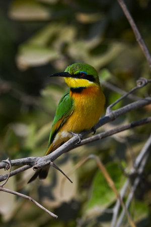 Little bee-eater turns head on leafy branchの写真素材