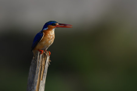Malachite kingfisher carries bug on split postの写真素材
