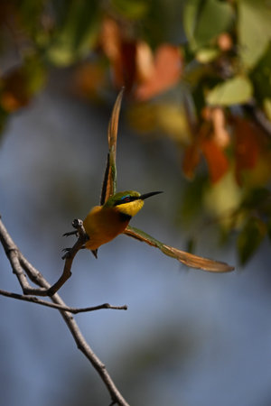 Little bee-eater takes off under leafy canopyの写真素材