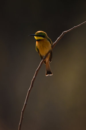Little bee-eater turns head backlit on branchの写真素材