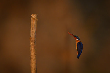Malachite kingfisher about to land on postの写真素材