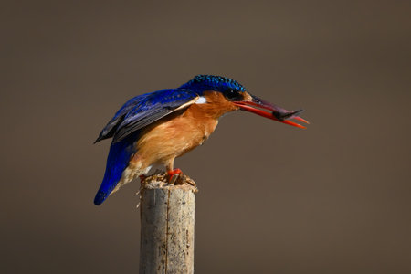 Malachite kingfisher carries bug on sawn-off postの写真素材