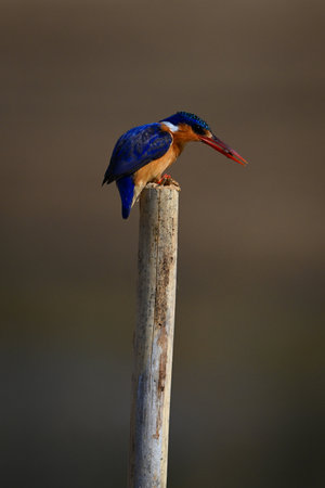 Malachite kingfisher carries bug on tilting postの写真素材