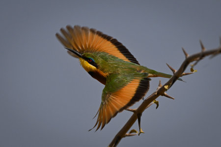 Little bee-eater taking off from thorn branchの写真素材