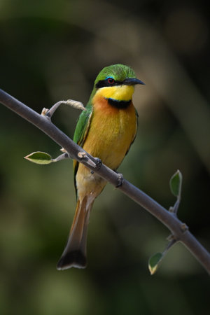 Little bee-eater watches camera from leafy branchの写真素材