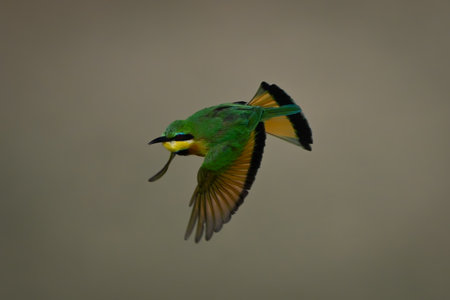 Little bee-eater with catchlight flies towards groundの写真素材