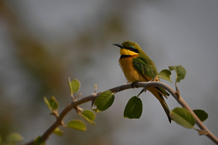 Little bee-eater with catchlight on bent twigの写真素材