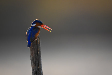 Malachite kingfisher backlit on post opening beakの写真素材