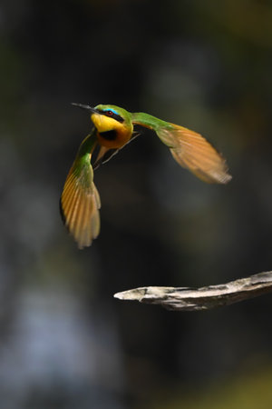 Little bee-eater with catchlight flying from stumpの写真素材
