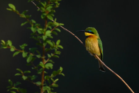 Little bee-eater with catchlight near leafy branchの写真素材