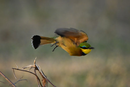 Little bee-eater twists in mid-air over branchesの写真素材