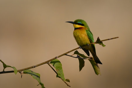 Little bee-eater with catchlight on leafy twigの写真素材