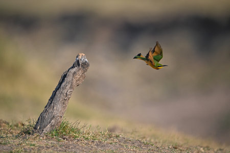 Little bee-eater takes off from leaning stumpの写真素材
