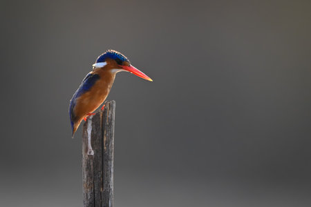 Malachite kingfisher backlit on post staring downの写真素材