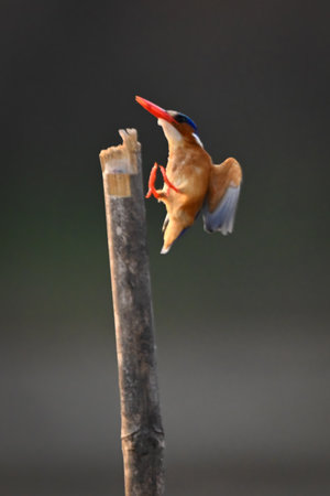 Malachite kingfisher about to land on stakeの写真素材