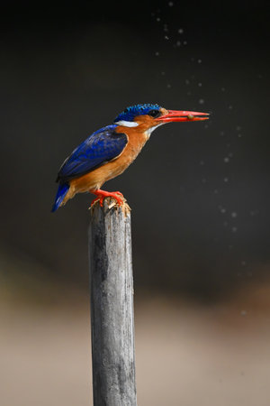 Malachite kingfisher crouches on post holding preyの写真素材