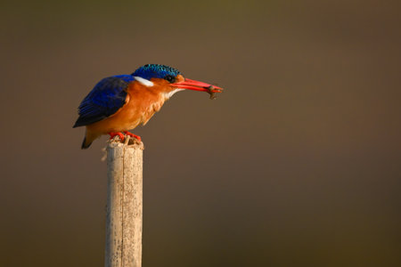Malachite kingfisher crouching on post holding bugの写真素材