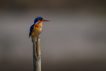 Malachite kingfisher faces right on cracked postの写真素材