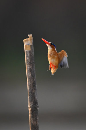 Malachite kingfisher coming to land on postの写真素材