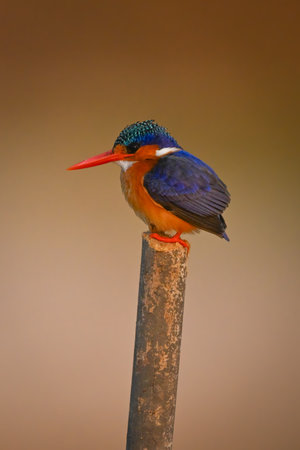 Malachite kingfisher faces left on wooden postの写真素材