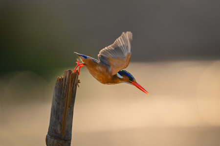 Malachite kingfisher dives backlit off wooden postの写真素材