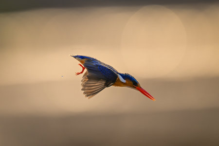 Malachite kingfisher dives backlit against bright backgroundの写真素材