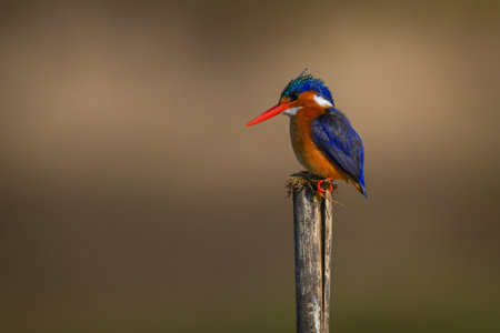 Malachite kingfisher cocks head on split postの写真素材