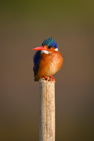 Malachite kingfisher faces camera on wood postの写真素材