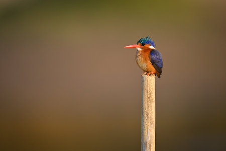 Malachite kingfisher facing left on cracked postの写真素材