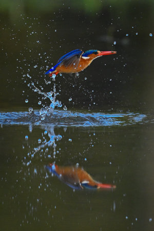 Malachite kingfisher flies from river in sprayの写真素材