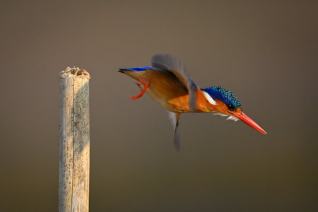 Malachite kingfisher flies away from wooden postの写真素材