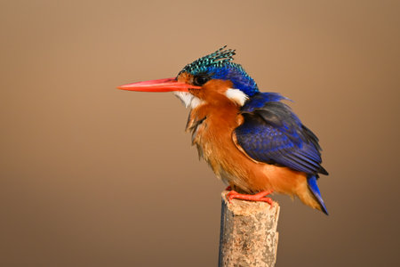Malachite kingfisher faces left on marker postの写真素材