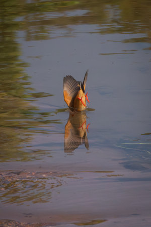 Malachite kingfisher disappears into river casting reflectionの写真素材