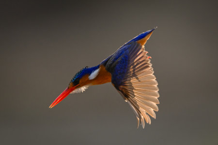 Malachite kingfisher dives showing translucent backlit wingsの写真素材