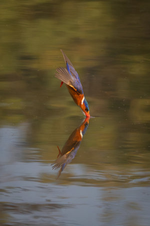 Malachite kingfisher dives into river casting reflectionの写真素材