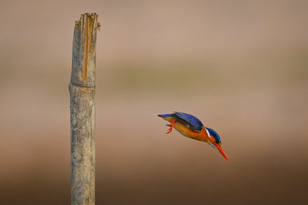 Malachite kingfisher drops off post to fishの写真素材