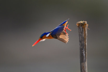 Malachite kingfisher dives off post for fishの写真素材