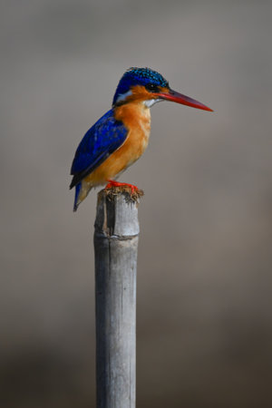 Malachite kingfisher faces right on wooden postの写真素材