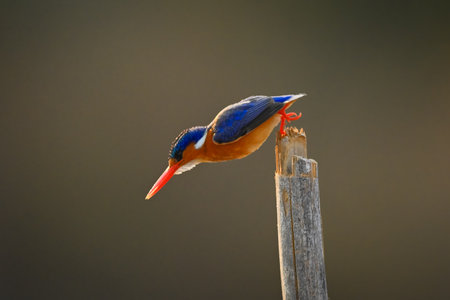 Malachite kingfisher dives backlit from bamboo postの写真素材