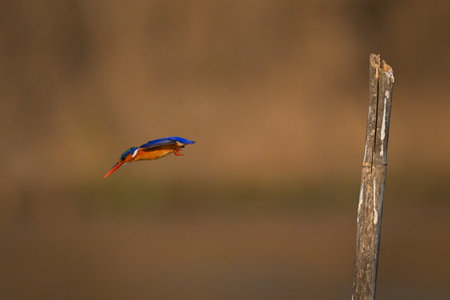 Malachite kingfisher dives away from leaning postの写真素材