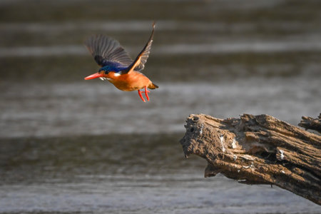 Malachite kingfisher flies from log in riverの写真素材