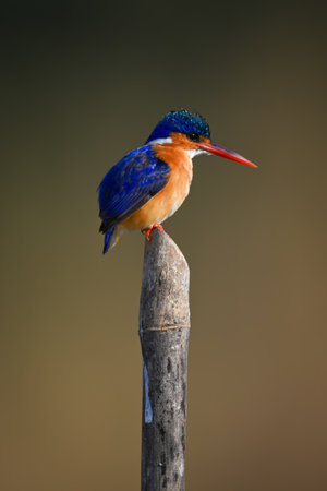 Malachite kingfisher faces right on guano-stained postの写真素材