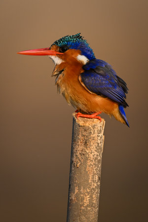 Malachite kingfisher facing left on marker postの写真素材