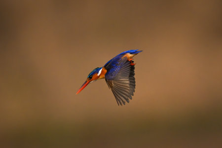 Malachite kingfisher dives with wings held lowの写真素材