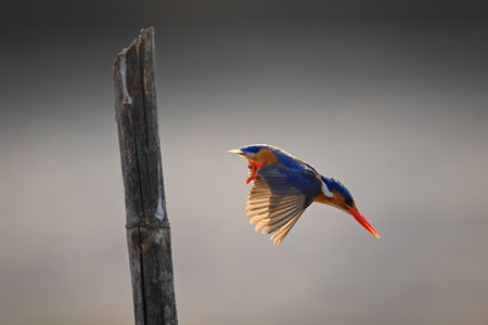 Malachite kingfisher dives from post to fishの写真素材