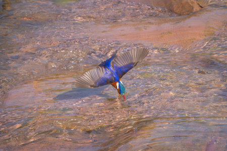 Malachite kingfisher dives into river spreading wingsの写真素材